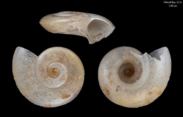 Episcynia spec. 3 - Egypt, Makadi Bay, 2,2 m 12/2013