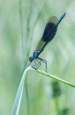 Calopteryx splendens - Sörgenloch, Selz 5/2016 (Gebänderte Prachtlibelle)