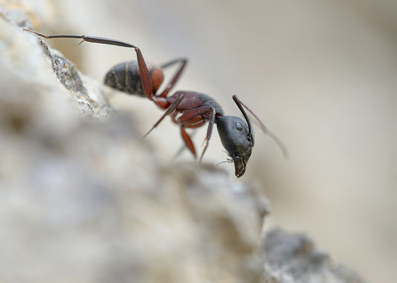 Camponotus ligniperdus - Narbonne-Plage, Massif de la Clape 4/2016 (Braunschwarze Rossameise)