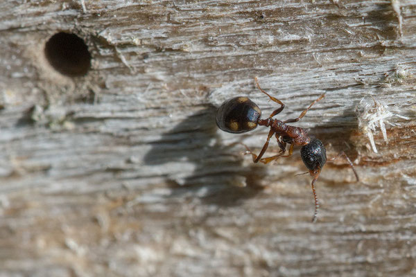 Dolichoderus quadripunctatus - Sörgenloch, Selzufer, morscher Baum 9/2018 (Vierpunktameise)