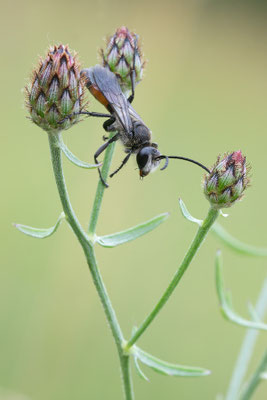 Sphex funerarius ♂ - Ober-Olmer Wald, Lichtung, an Flockenblume 7/2021 (Heuschreckensandwespe)