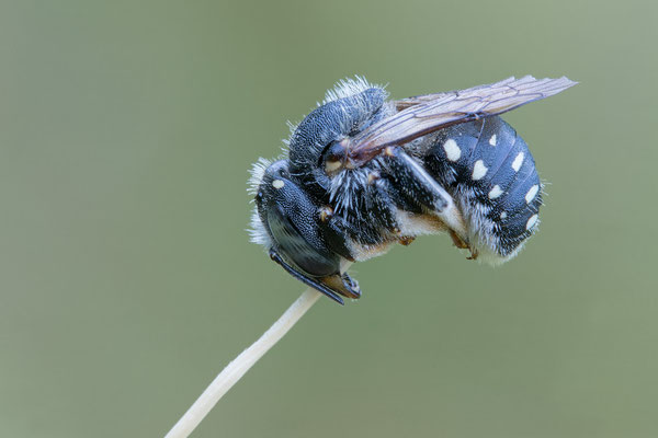 Anthidium punctatum - Zornheim, Garten,  7/2020 (Kleine Wollbiene)
