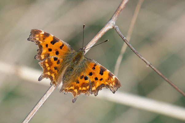 Polygonia c-album - Zornheim, LSG Flügelsbach  3/2022 (C-Falter)