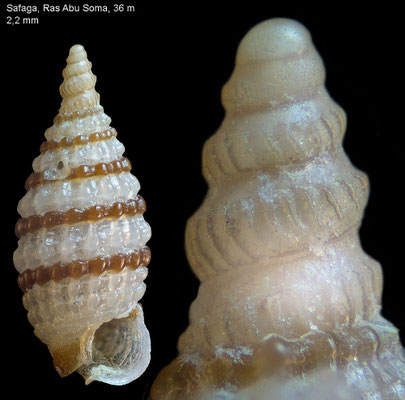 Marshallopsis jolandae - Egypt, Safaga 2013