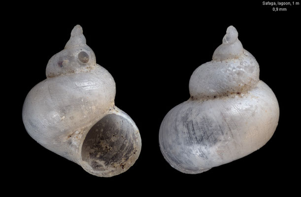 Hoenselaaria wareni - Egypt, Safaga, lagoon, 1 m 4/1997