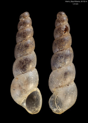 Cima cylindrica - Canaries, Hierro, la Restinga, divesite "Baja Ribeira", 40-50 m 2001