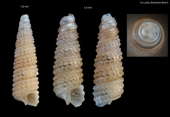 Clathropsis spec. 5 - Thailand, Andaman Sea, Ko Lanta, Bakantian Beach 7/2016