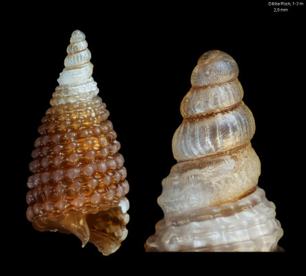 Ondulopsis spec. 1 - UAE, Dibba, Dibba Rock, 1-3 m 2/2014 