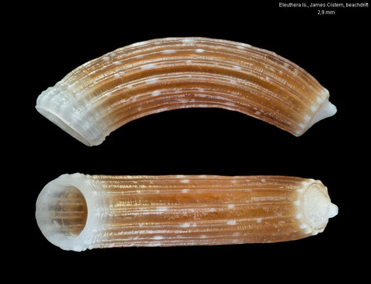 Caecum plicatum - Bahamas, Eleuthera Is., James Cistern, beachdrift 4/2022