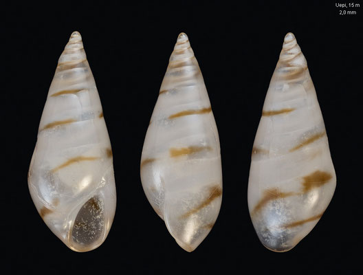 Sticteulima spec. 1 - Solomon Islands, New Georgia Isl., Marovo Lagoon, Uepi Isl., 15 m 2018