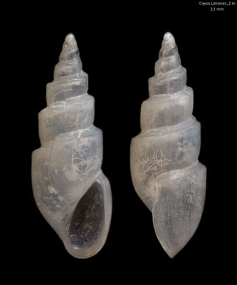 Oceanida graduata - Panama, San Blas area, Cayos Limones, 2 m 1/2020