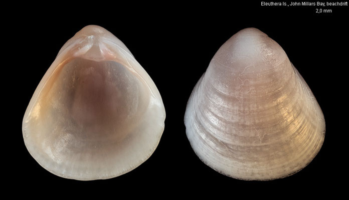 Gemma gemma - Bahamas, Eleuthera Is., John Millars Bay, beachdrift 4/2022 (Veneridae)