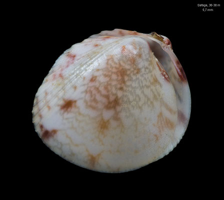 Fulvia lineonotata - Egypt, Safaga, Ras Abu Soma, 36-38 m 12/2013 (Cardiidae)