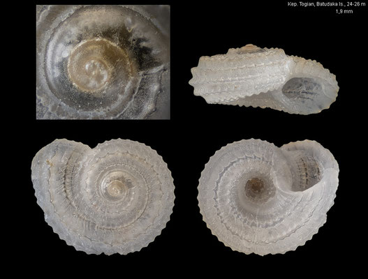 Pseudoliotia tribulationis - Indonesia, Kep. Togian, Batudaka Is., 24-26 m 10/2013
