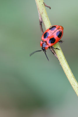 Endomychus coccineus - Nieder-Olm, Selz, nahe Totholzhaufen 7/2017 (Scharlachroter Stäublingskäfer)