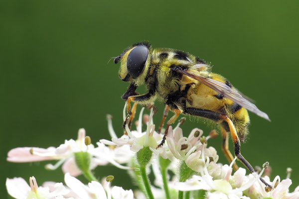 Myathropa florea - Bretagne, Landéda, Prat al Lann, Waldweg 6/2011 (Gemeine Dolden-Schwebfliege)