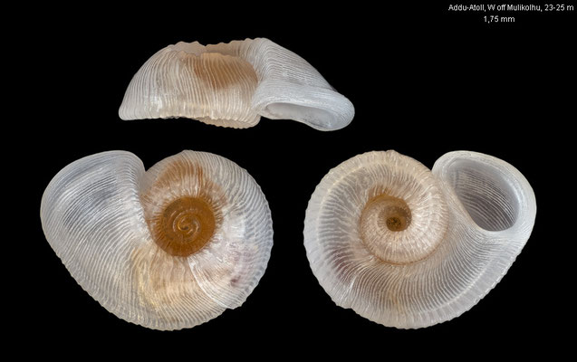 Moerchia morleti - Maldives, Addu-Atoll, W off Mulikolhu, 23-25 m 10/2014