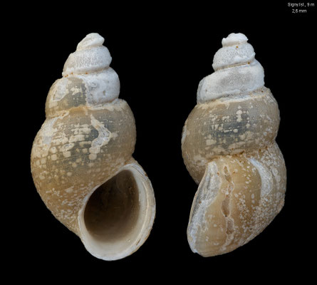 Onoba grisea -  South Orkney Islands, Signy Island, 9 m 1991/1992