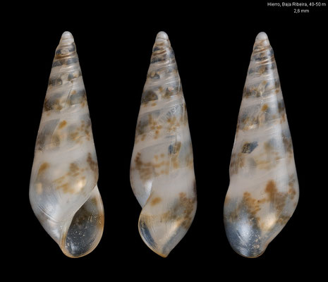 Sticteulima jeffreysiana - Canary Is., Hierro, divesite Baja Ribeira, 40-50 m 2001 