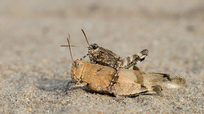 Oedipoda caerulescens - Mainz, Düne 8/2015 (Blauflügelige Ödlandschrecke)