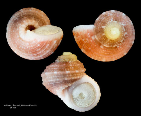 Collonista spec. 3 - Maldives, Raa Atoll, Kottefaru Kamathi, 14 m 10/2014