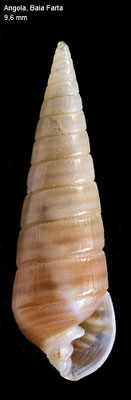 Pyramidella inopinata - Angola, Baia Farta 2016 