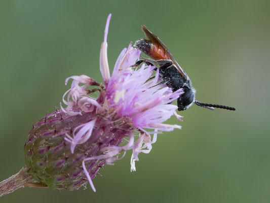 Sphecodes cf. ephippius - Zornheim, Weinberg, Staudenacker 7/2017 (Gewöhnliche Blutbiene?)