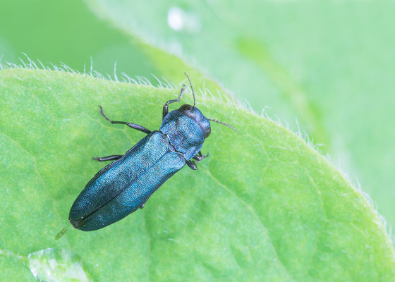 Agrilus cyanescens - Zornheim, Garten 5/2016 (Heckenkirschenprachtkäfer)