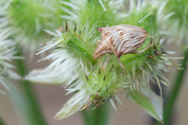 Ancyrosoma leucogrammes - Kroatien, Cres, Camp Slatina, an Wilder Möhre 6/2017 (Fam. Baumwanzen)