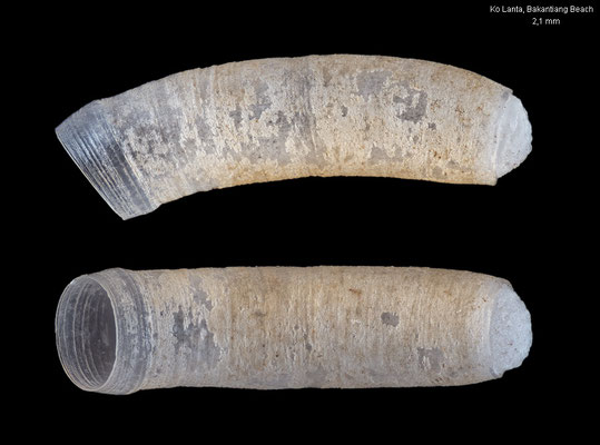 Caecum granulatum - Thailand, Andaman Sea, Ko Lanta, Bakantiang Beach 7/2016