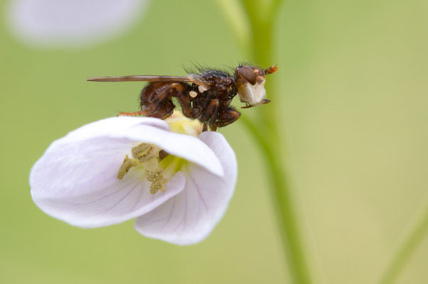 Myopa testacea oder vicaria - Zornheim, Garten, Wiesenschaumkraut 4/2019 (Buckelblasenkopffliege)