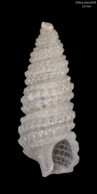 Clathropsis spec. 11 - U.A.E., Dibba, beach 2/2014