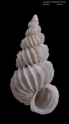 Epitonium algerianum - Canary Isl., Lanzarote, Puerto del Carmen, 45-50 m 7/1999