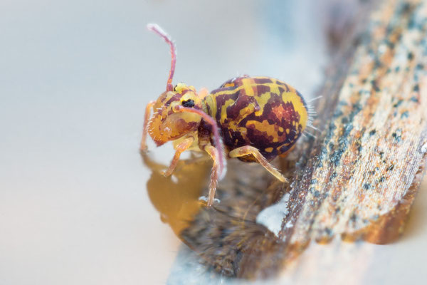 Dicyrtomina ornata - Zornheim, Garten, Vogeltränke 12/2020 (Bunter Kugelspringer, Fam. Dicyrtomidae)