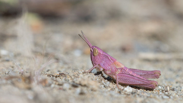 Chorthippus cf biguttulus - Narbonne-Plage, Massif de la Clape 5/2016 (Nachtigall-Grashüpfer? Larve)