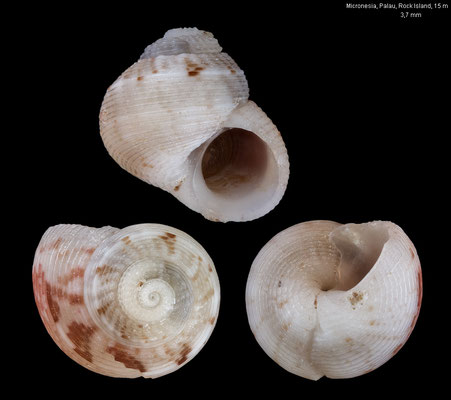 Collonista spec. 13 -  Micronesia, Palau, Rock Island, 15 m 2/2016