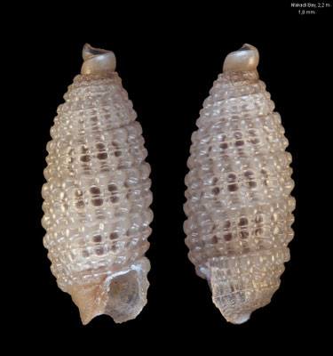 Joculator spec. 21 - Egypt, Makadi Bay, 2,2 m 12/2013
