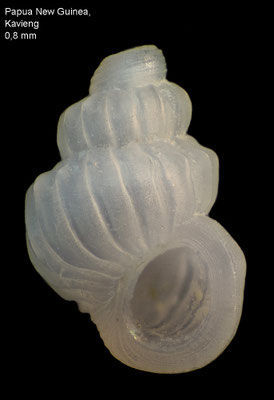 Parashiela spec. 3 - Papua New Guinea, Kavieng 2012