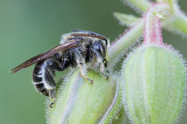 Macropis cf. fulvipes ♂ Zornheim, Garten 6/2018 (Wald?-Schenkelbiene)
