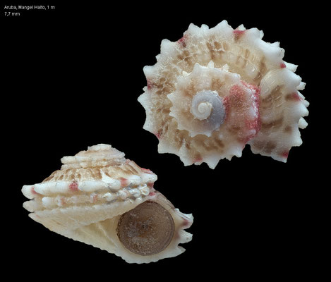 Arene cruentata - Aruba, Mangel Halto, 1 m 2/2013 (Areneidae)
