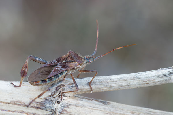 Leptoglossus occidentalis - Zornheim, Garten 10/2018 (Amerik. Kiefernwanze)