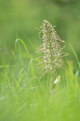 Himantoglossum hircinum - Zornheim, Hasenberg, 5/2020 (Bocks-Riemenzunge)