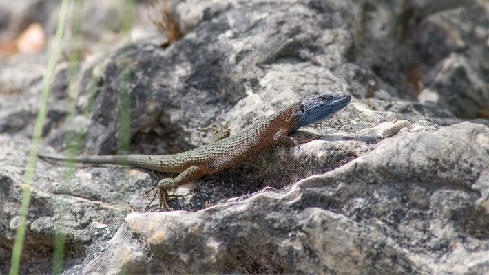 Algyroides nigropunctatus - Kroatien, Losinj 6/2014 (Pracht-Kieleidechse) 