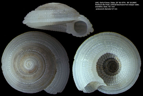 Heliacus spec.1 - UAE, Dibba 2/14 (Architectonicidae)