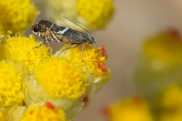 Glyphipterix spec. - Spanien, l´Escala, Parc Natural del Montgri 6/2019 (Fam. Rundstirnmotten)