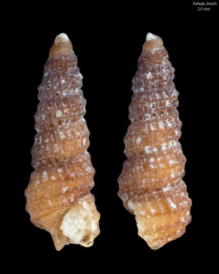 Cerithiopsis ? spec. 5 - Egypt, Safaga, beach 10/1999