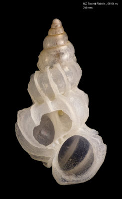 Epitonium cf. minorum - New Zealand, Poor Knights Islands, 56-64 m 9/2001 (juvenil)