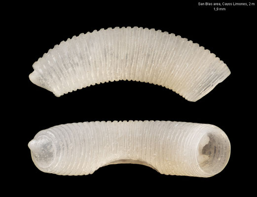 Caecum spec. 11 - Panama, San Blas area, Cayos Limones, in sediment from 2 m 1/2020