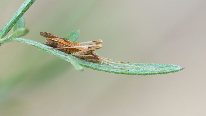 Phytocoris varipes - Mainz, Düne, Waldrand 7/2015