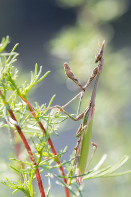 Empusa pennata - Spanien, l´Escala, Wegrand 6/2019 (Haubenfangschrecke)